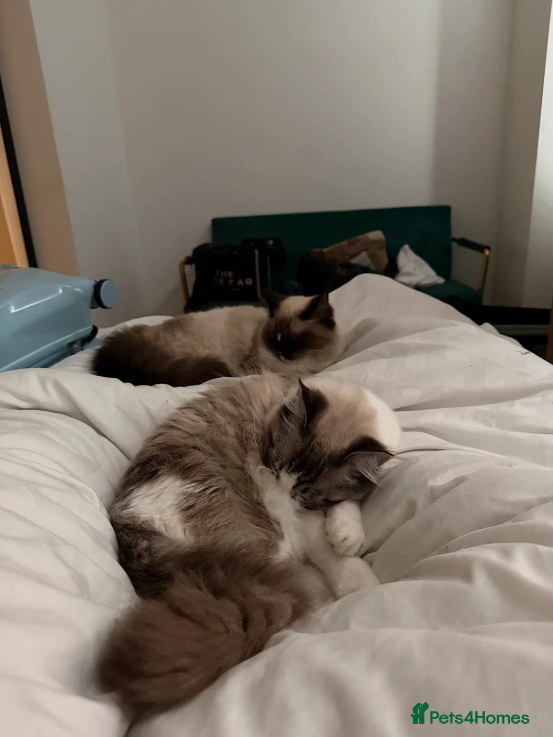 Ragdoll cats for sale: Ragdolls for sale to a LOVING home - Advert 5