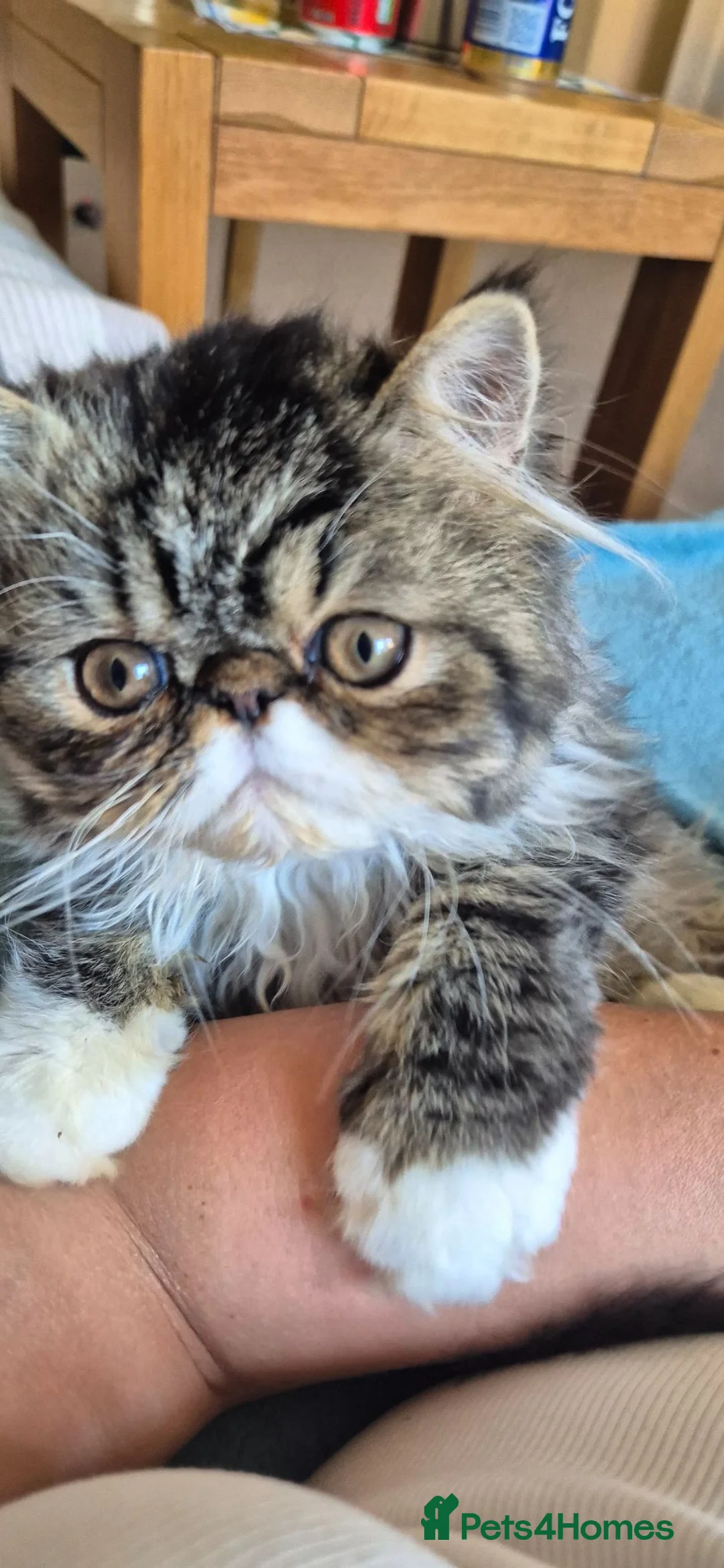 Exotic cats for sale: Exotic kittens  - Advert 1