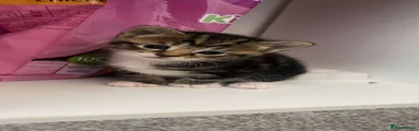Bengal 1