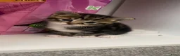 Bengal cats for sale: 2 female Kittens  in Telford - Advert 2