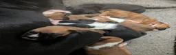 Boxer dogs for sale: Flashy litter of KC registered boxer puppies  - Advert 20