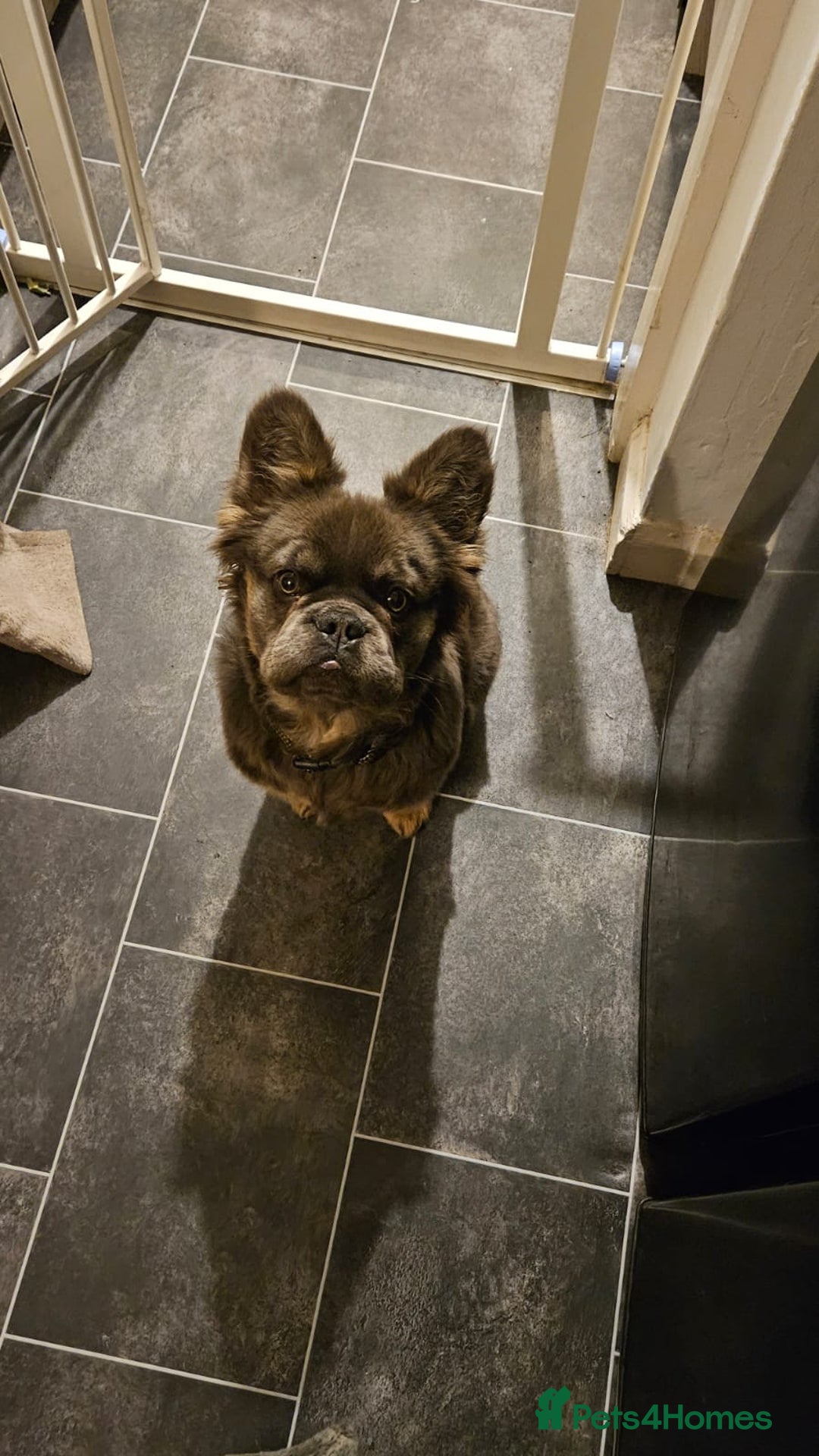 French Bulldog dogs for sale: Fluffy french bulldog  - Advert 2