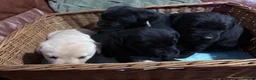 Labrador Retriever dogs for sale: Labrador puppies - Advert 5