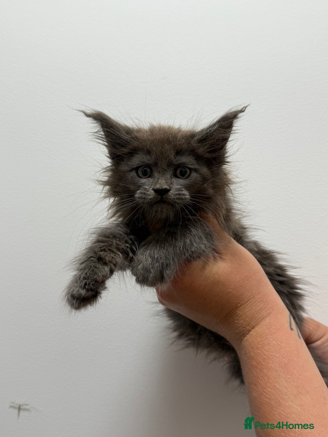 Maine Coon cats for sale: TICA registered Maine Coon Kittens  - Image 2