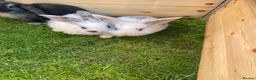 Mixed Breed rabbits for sale: Baby rabbits for sale ready now in Redditch - Advert 10