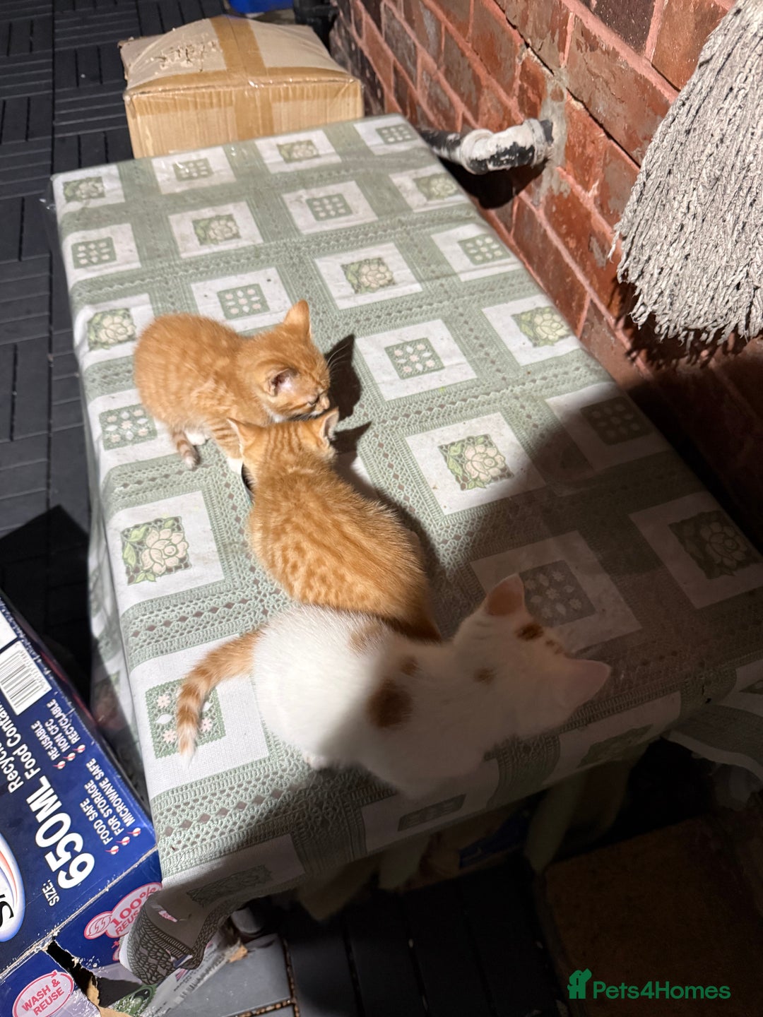 Mixed Breed cats for sale: 5 cute little kittens wanting a warm home.  - Advert 10