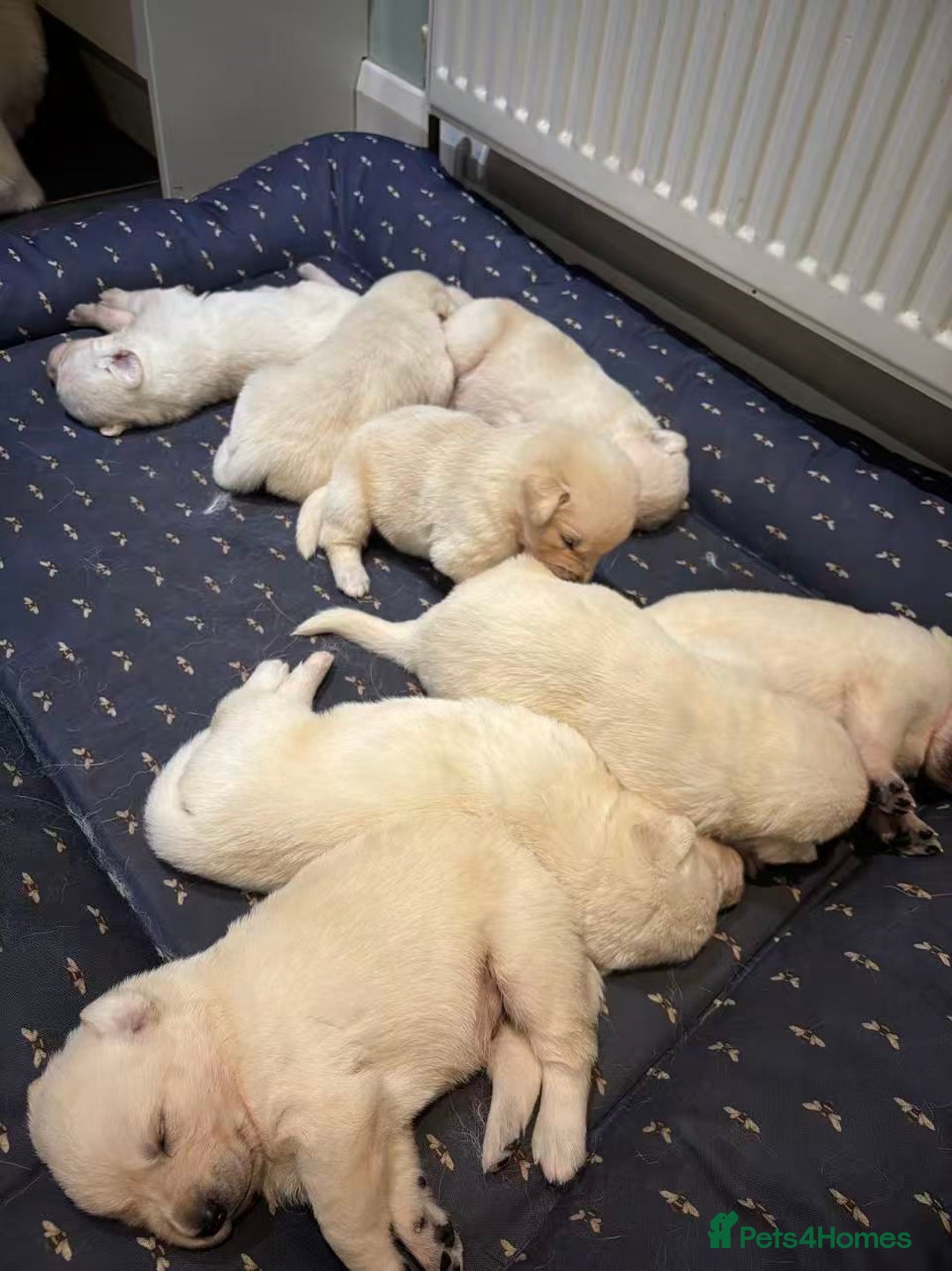 Mixed Breed dogs for sale: puppies for sale - Advert 1