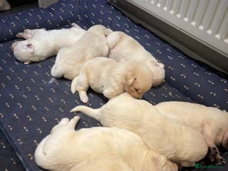 Mixed Breed dogs puppies for sale - Advert 13