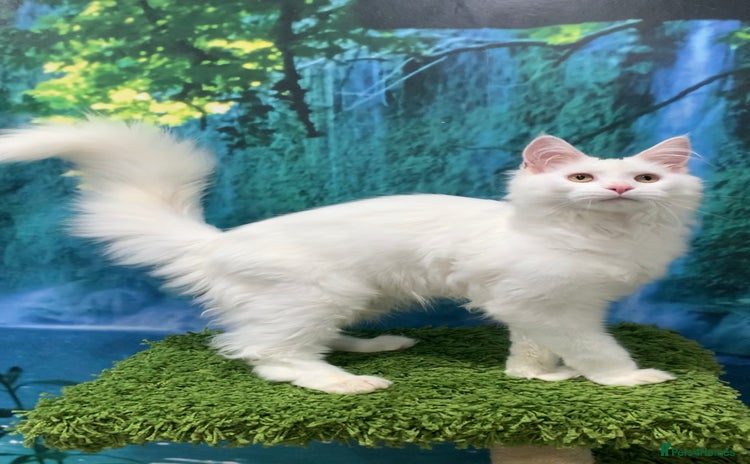 Maine Coon cats - Advert 4