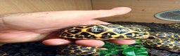 Tortoise reptiles for sale: Indian star tortoise  - Advert 1