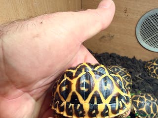 Tortoise reptiles Indian star tortoise - Advert 5