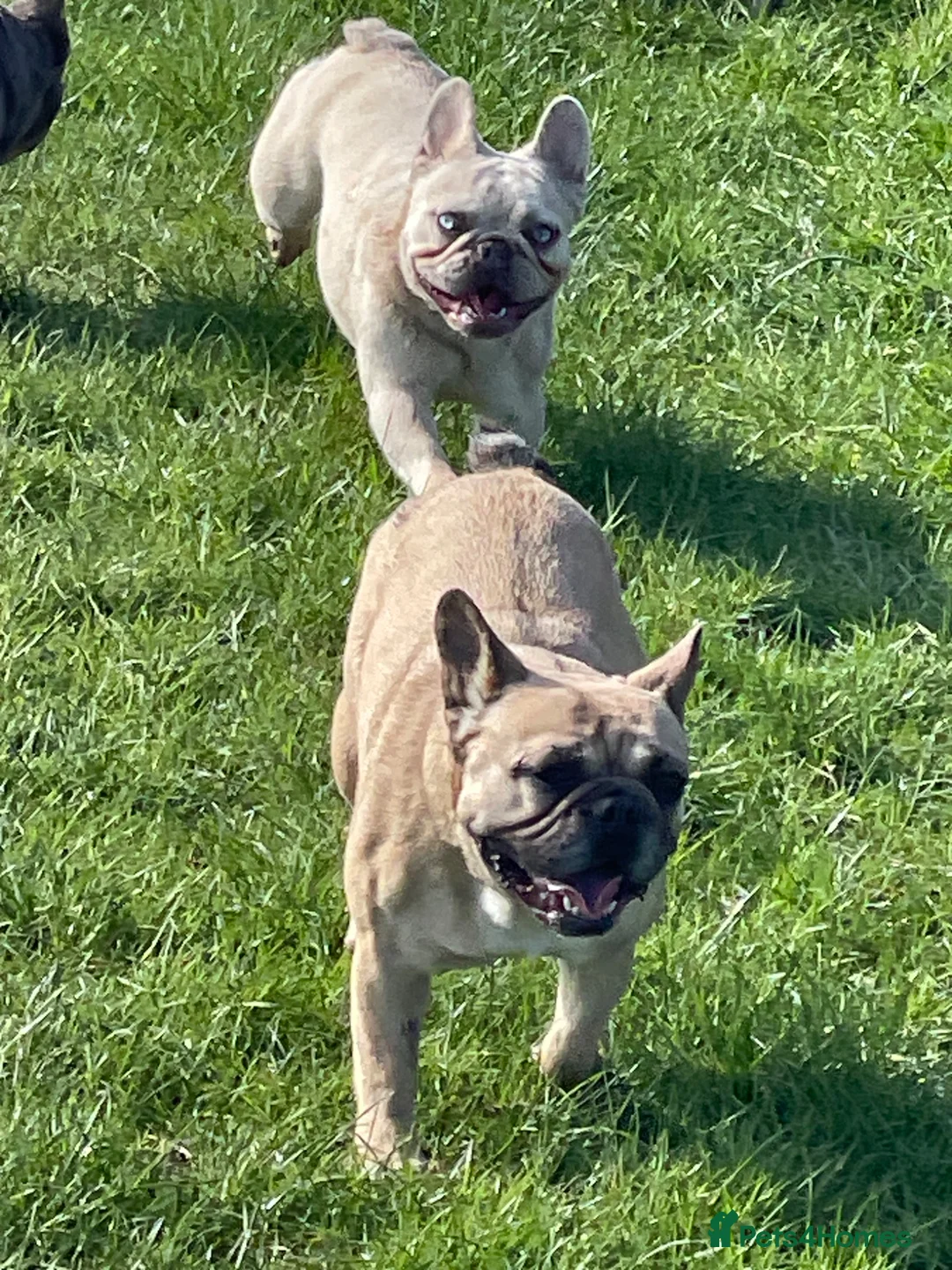 French Bulldog dogs for sale: KC HEALTH TESTED FRENCH BULLDOGS SPAYED GIRLS  - Advert 2