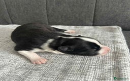 Border Collie dogs for sale: Beautiful Border Collie Puppies – Ready 20th Sep - Image 9