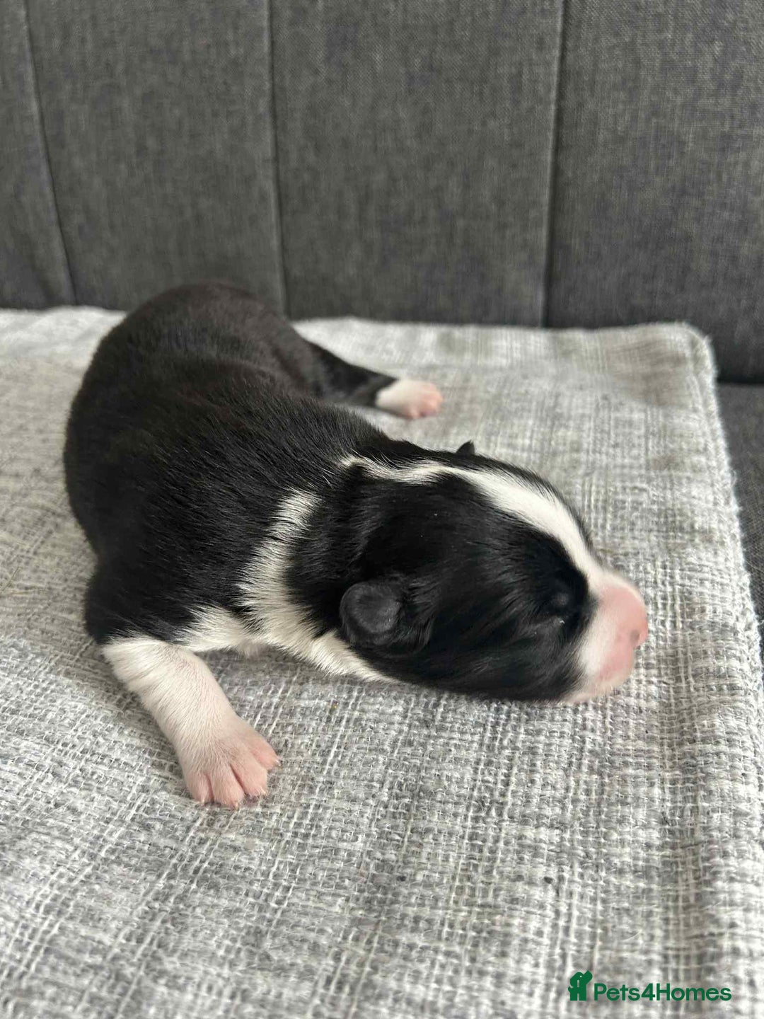 Border Collie dogs for sale: Beautiful Border Collie Puppies – Ready 20th Sep - Image 9