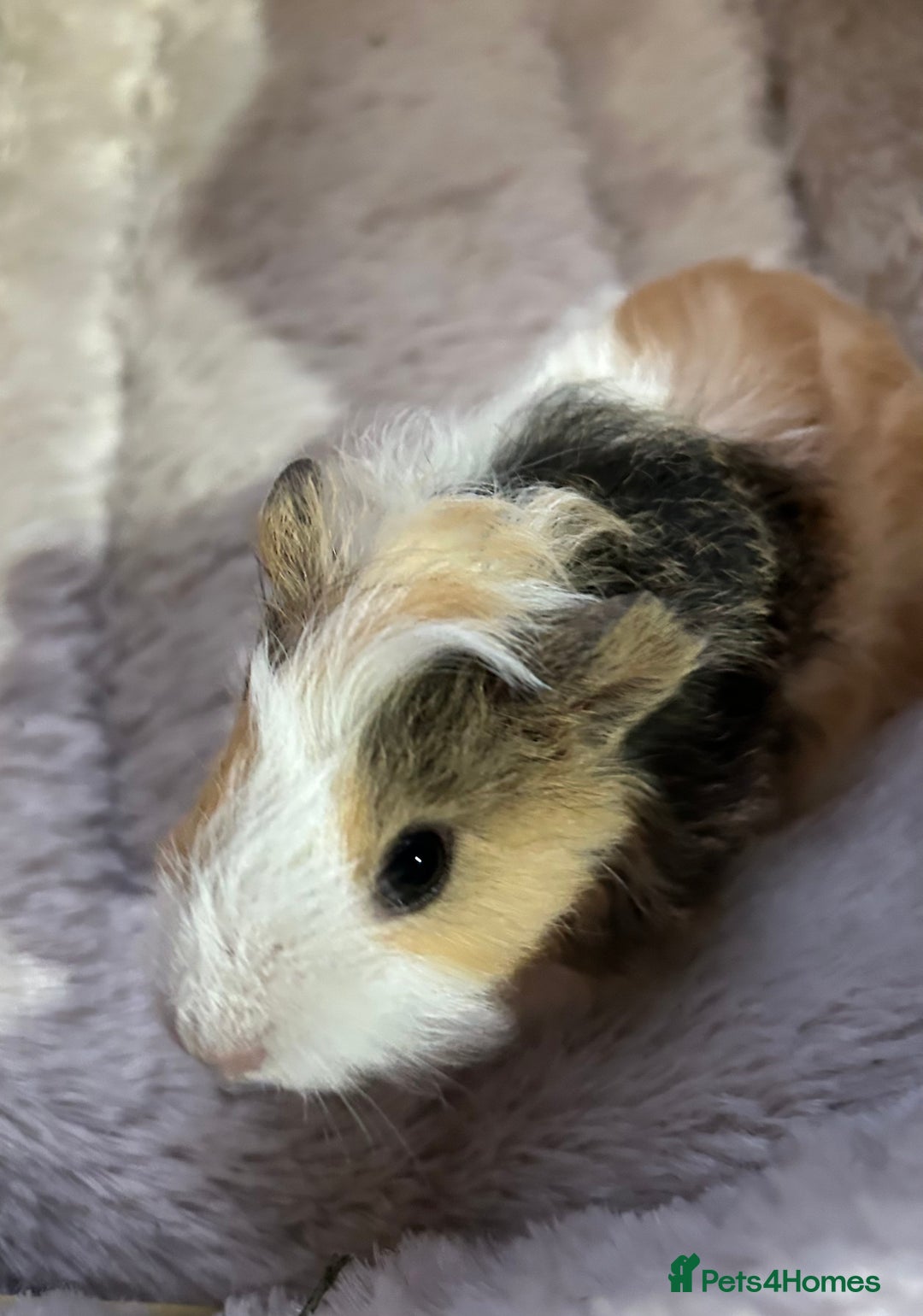 Guinea Pig rodents for sale: GORGEOUS BABY GUINEA PIGS - Advert 10