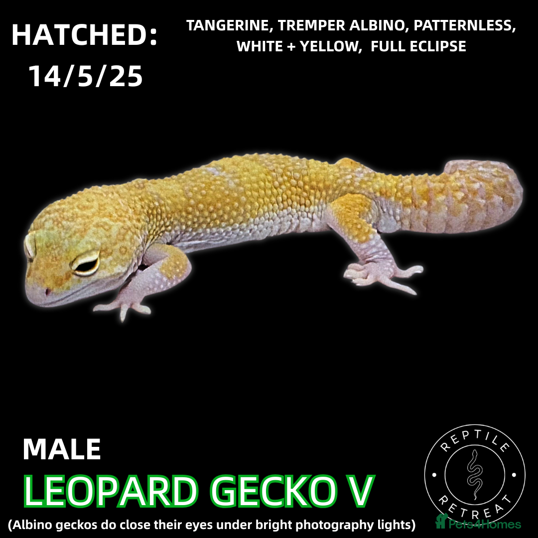 Leopard Gecko reptiles LEOPARD GECKOS - Advert 12