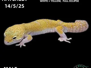 Leopard Gecko reptiles LEOPARD GECKOS - Advert 12