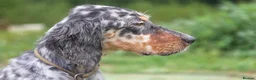 English Setter dogs for adoption: Fuet  in Worthing - Advert 6