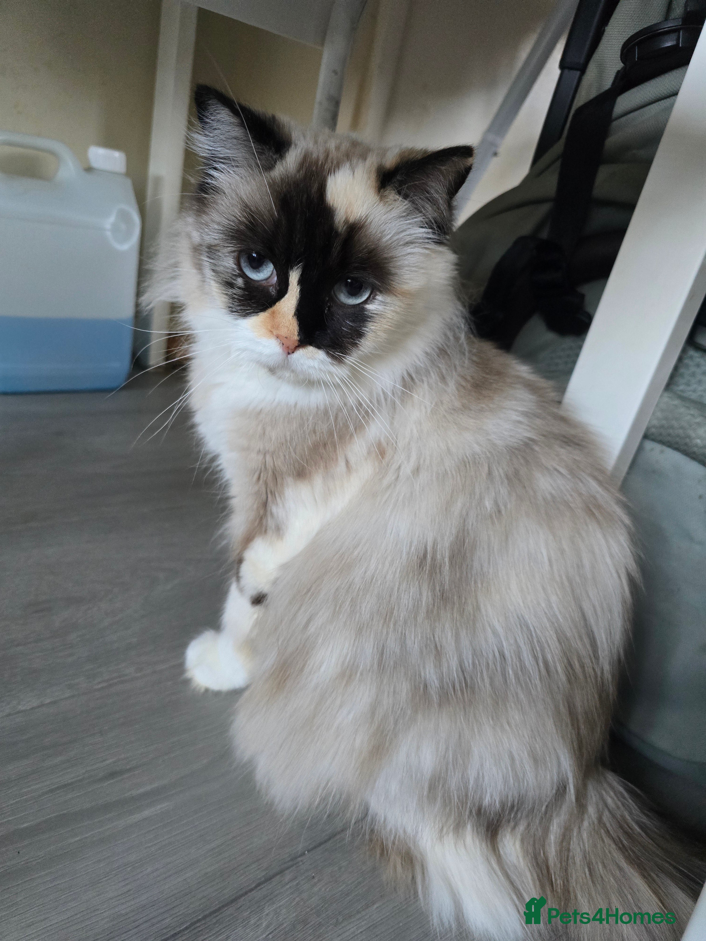 Ragdoll cats Gorgeous boy looking for loving home - Advert 1