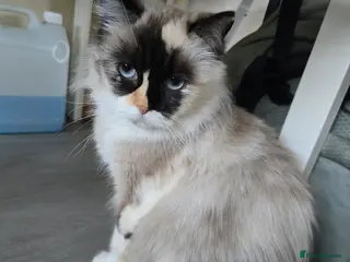 Ragdoll cats Gorgeous boy looking for loving home - Advert 1