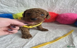 Goldendoodle dogs for sale: 👑Superb Rare Toy/Mini Deepest Red Goldendoodles👑 - Image 25