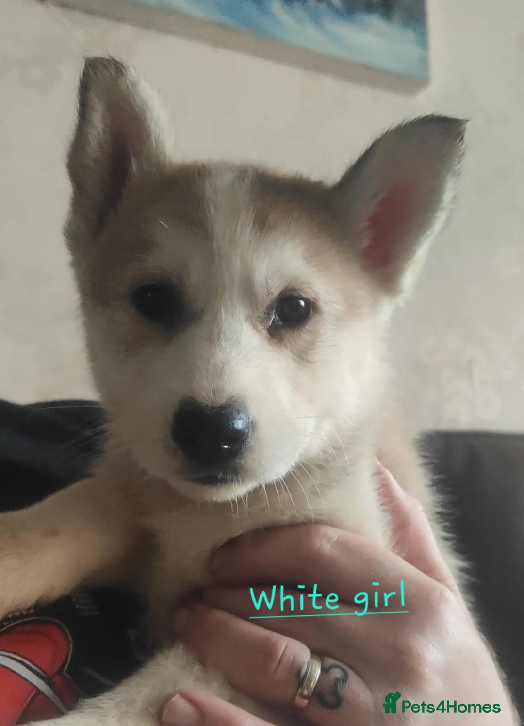 Siberian Husky dogs for sale: Friendly Siberian Husky Puppies - Advert 4