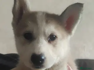 Siberian Husky dogs Friendly Siberian Husky Puppies - Advert 1