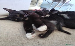 Domestic Shorthair cats for sale: 3 black and white kittens - Image 4