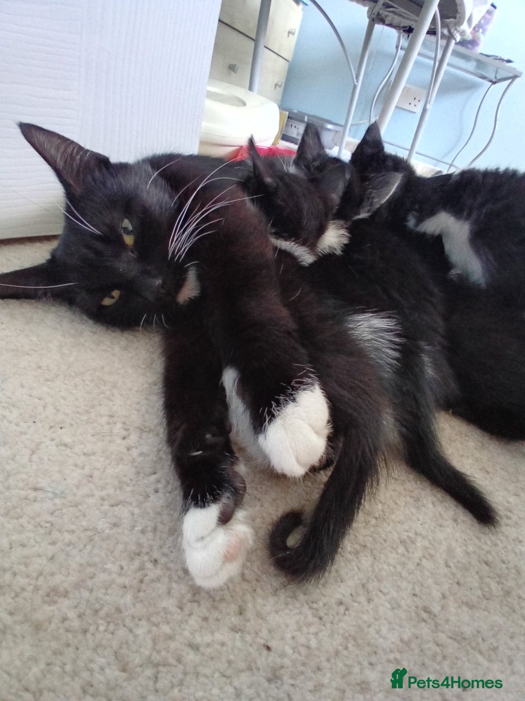 Domestic Shorthair cats for sale: 3 black and white kittens - Image 4