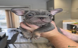 French Bulldog dogs for sale: 🤍READY TO LEAVE 🤍 French bulldog puppies 🤍 - Image 13
