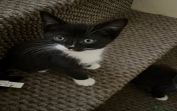 Mixed Breed cats for sale: Kittens - Image 10