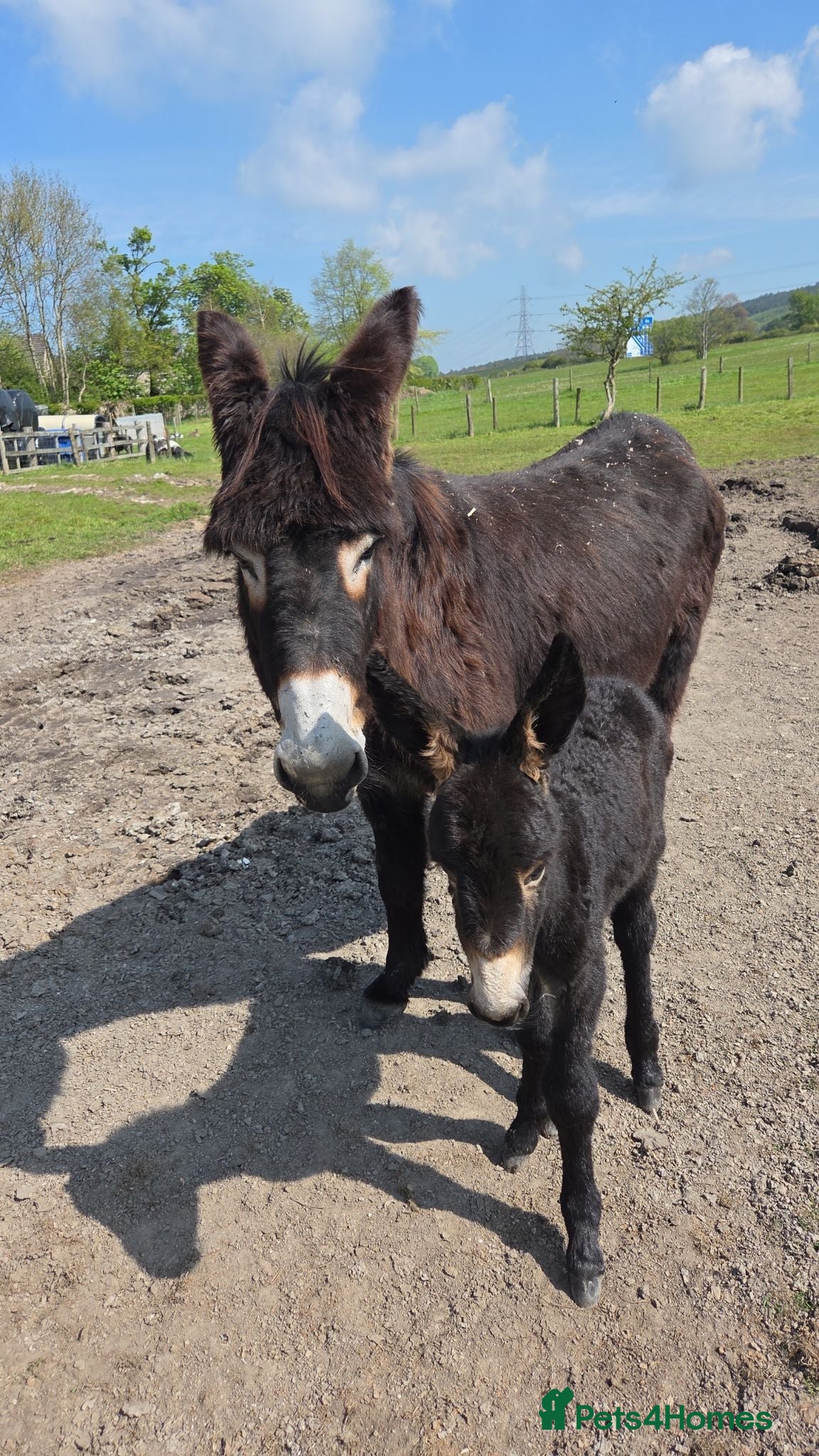 Donkey livestock Jack donkey foal  - Advert 1