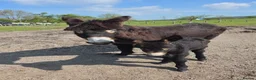 Donkey livestock for sale: Jack donkey foal  - Advert 1