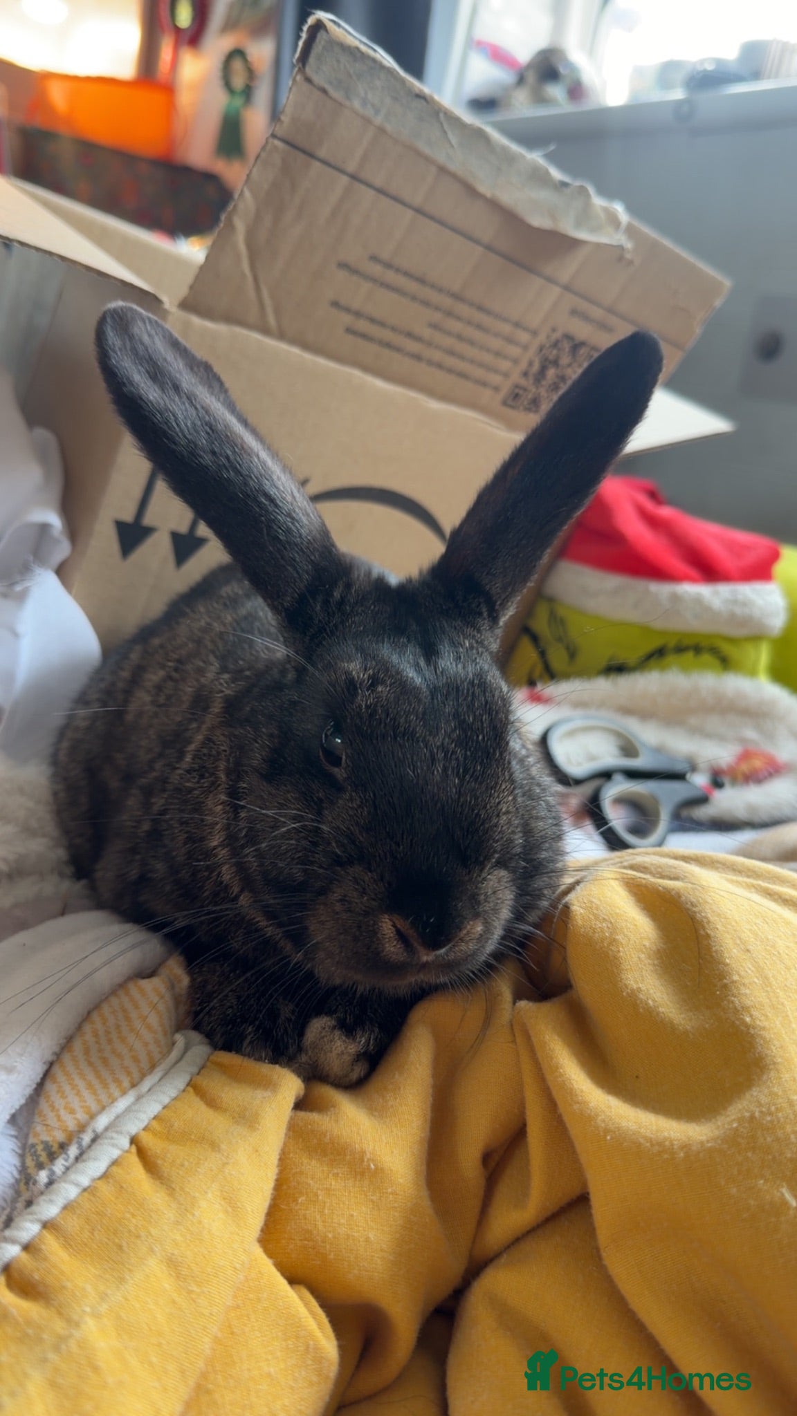 Mini Lop rabbits Mini lop looking for new home urgently  - Advert 2