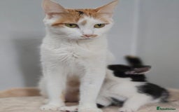 Mixed Breed cats for sale: 5 Kittens LEFT! Friendly and Lovable - Image 12