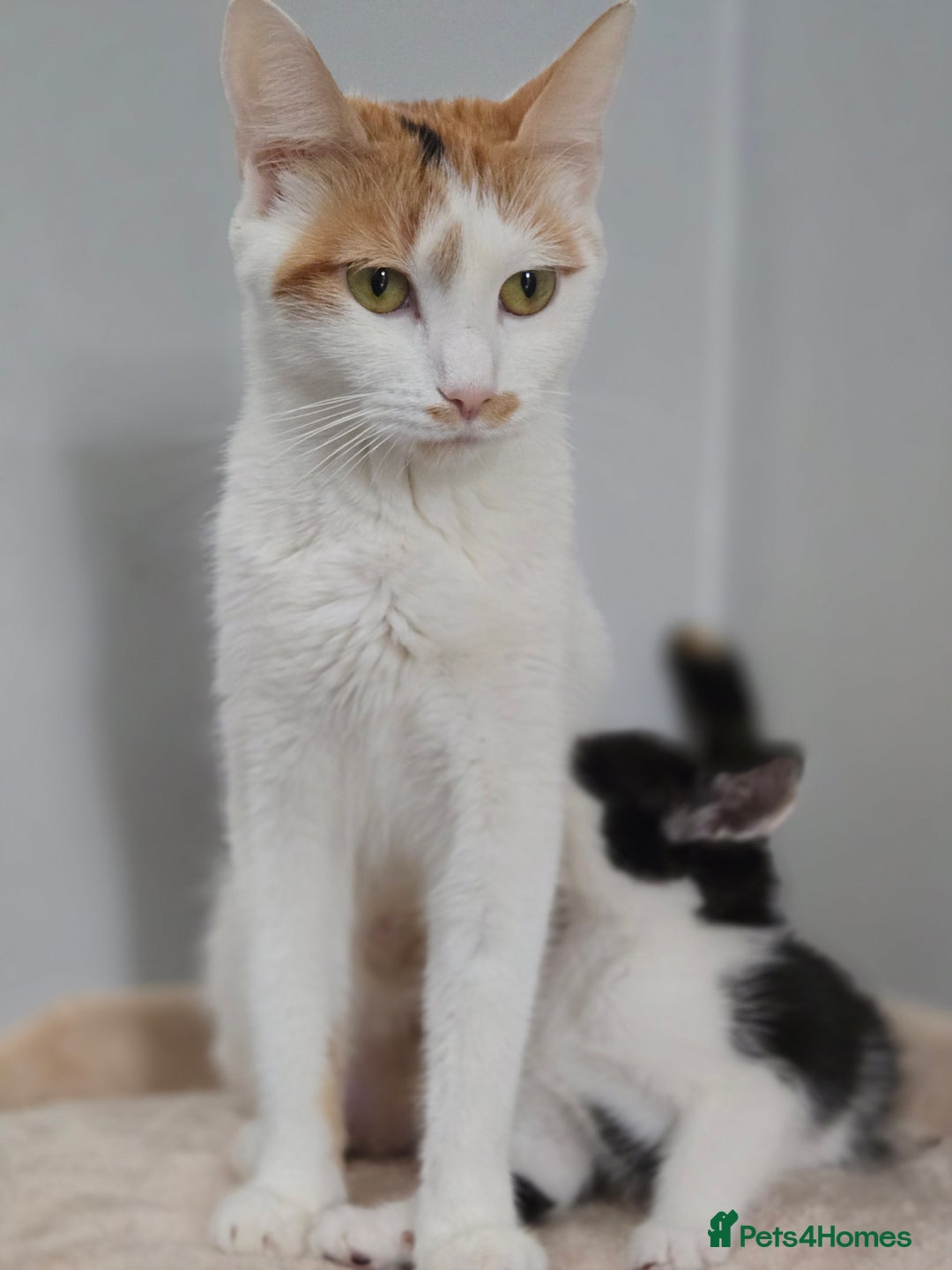 Mixed Breed cats for sale: 5 Kittens LEFT! Friendly and Lovable - Image 12