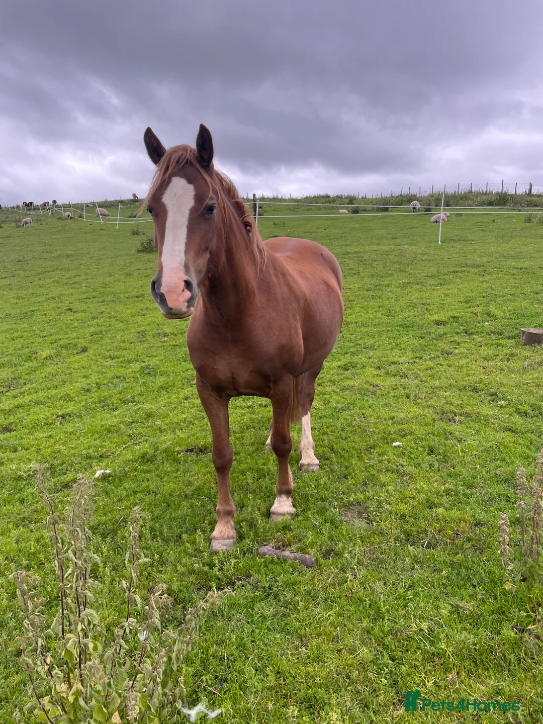 Welsh Section D horses for sale: Unbroken registered Welsh section D mare  in Macclesfield - Advert 1