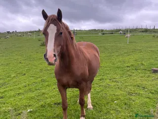 Welsh Section D horses Unbroken registered Welsh section D mare - Advert 2