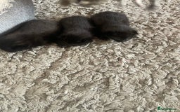 Mixed Breed cats for sale: 5 beautiful mixed kittens  - Image 6