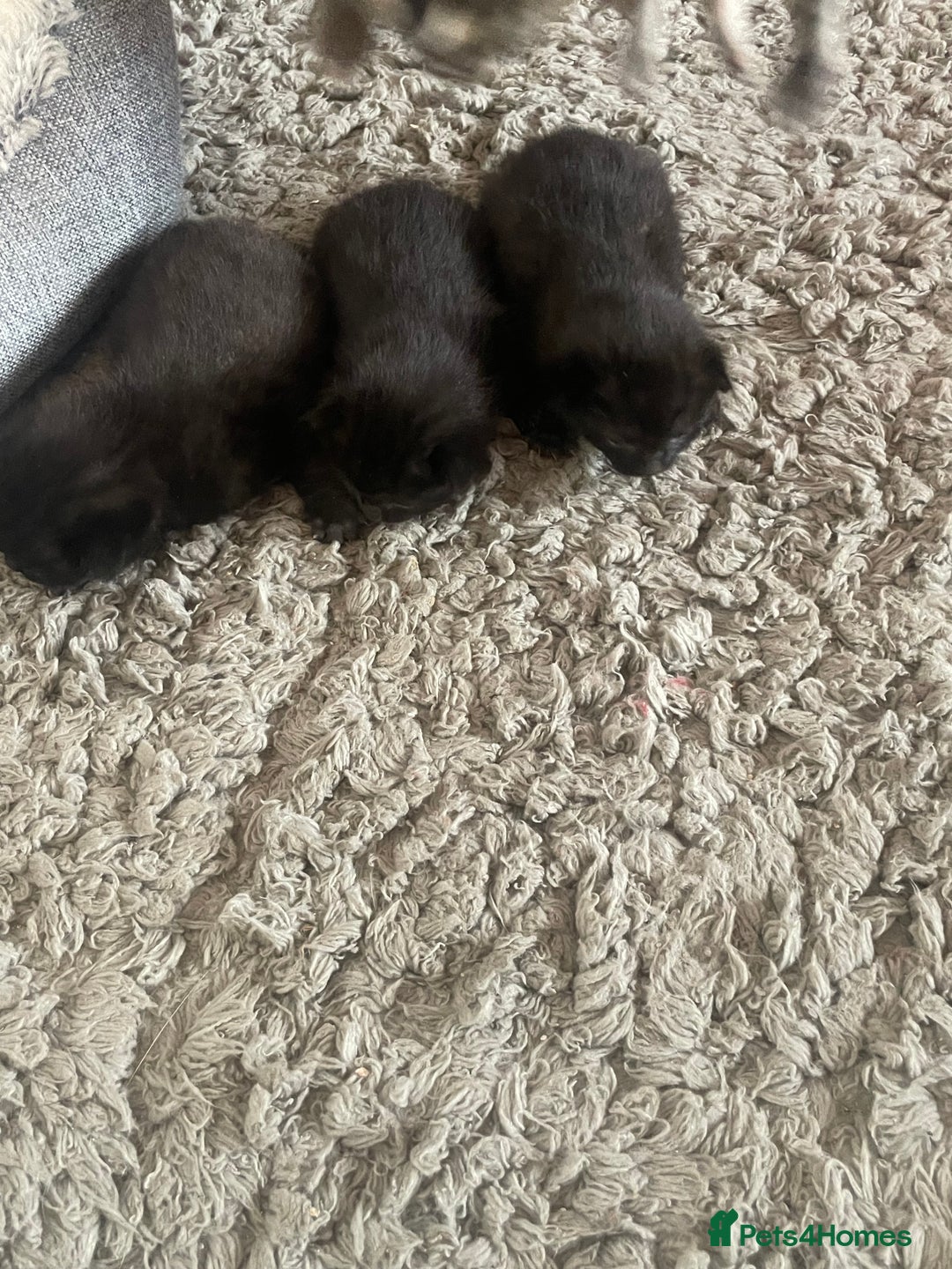 Mixed Breed cats for sale: 5 beautiful mixed kittens  - Image 6