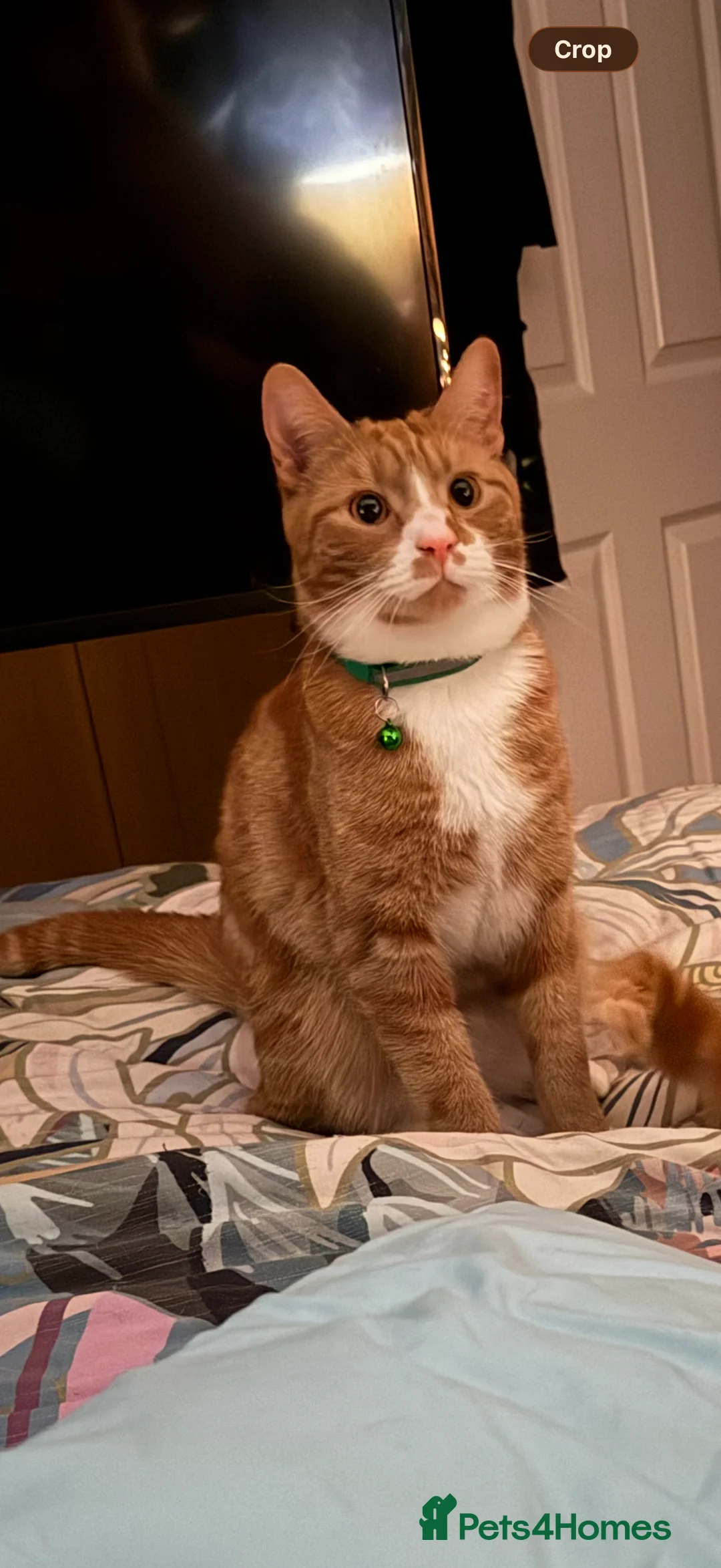 Mixed Breed cats for sale: Sadly having to rehome these 2 beautiful gingers - Advert 7