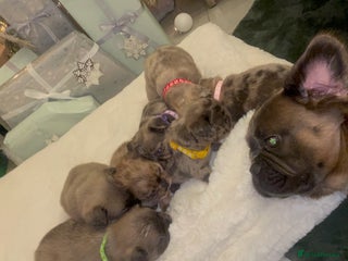 French Bulldog dogs 8 perfect fluffy visual French bulldogs dwkc reg - Advert 2