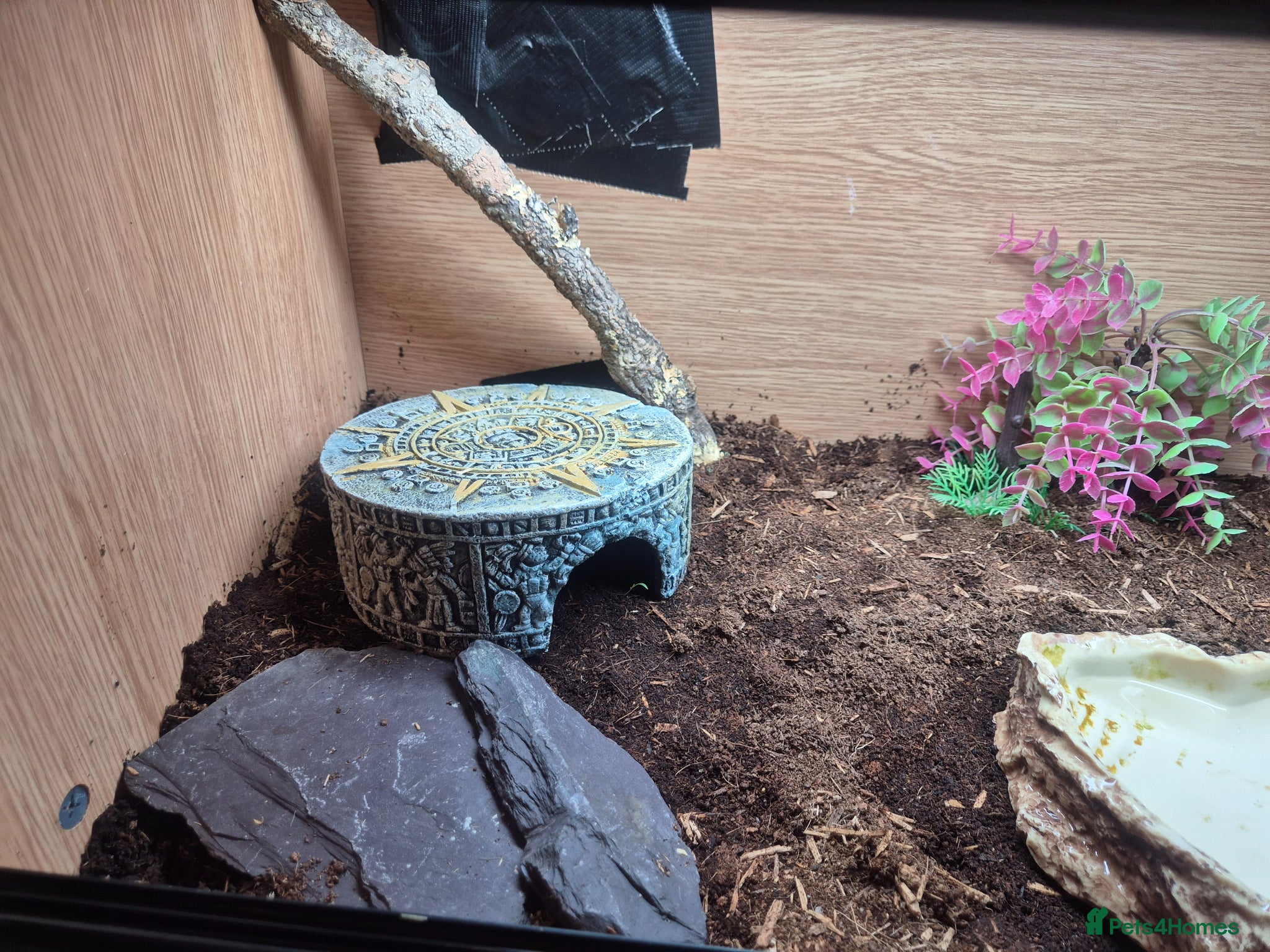 Corn Snake reptiles Female cornsnake  - Advert 2