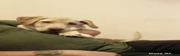 Labrador Retriever dogs for sale: 5 month old beautiful male Labrador for sale - Advert 8