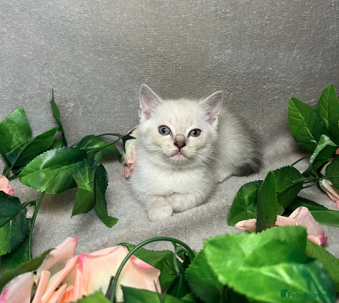 Mixed Breed cats for sale: 6 cute blue-eyed Ragdoll and BSH mix kittens  - Advert 25