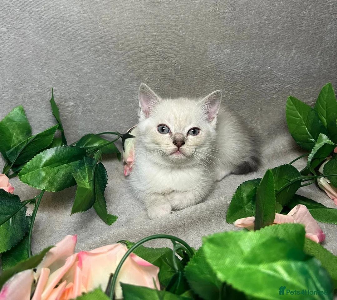Mixed Breed cats for sale: 6 cute blue-eyed Ragdoll and BSH mix kittens  - Advert 25