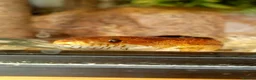 Corn Snake reptiles for sale: Copper - The cornsnake  - Advert 1