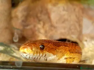 Corn Snake reptiles Copper - The cornsnake - Advert 7