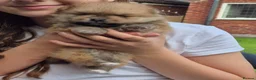 Pomeranian dogs for sale: Vito Pomleone  - Advert 2