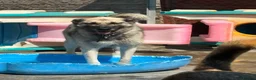 Mixed Breed dogs for adoption: Alfie - Norwich Norfolk  - Advert 1
